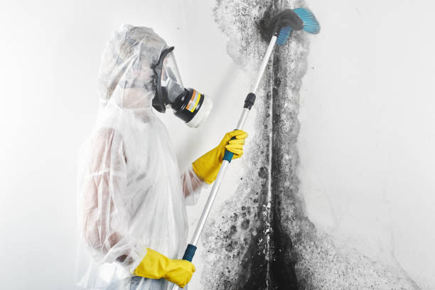 Best Asbestos and Lead Testing During Mold Inspection  in St John, MO